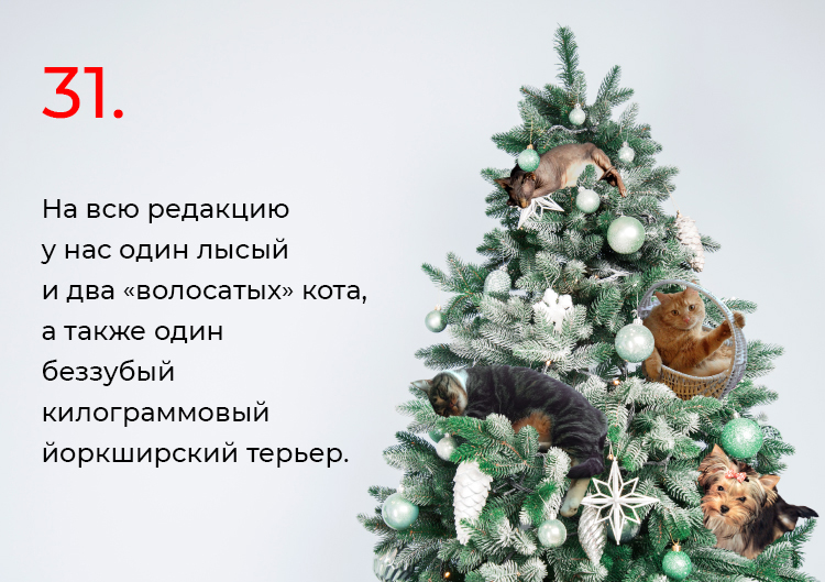 Животные портала ProКачество
